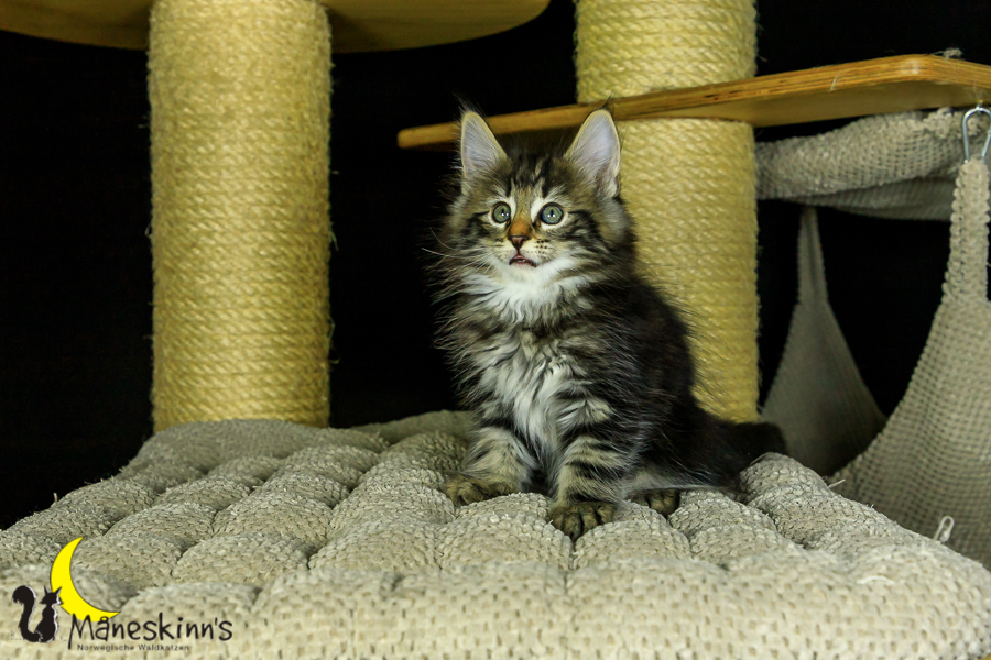 Marvin (56 Tage alt)