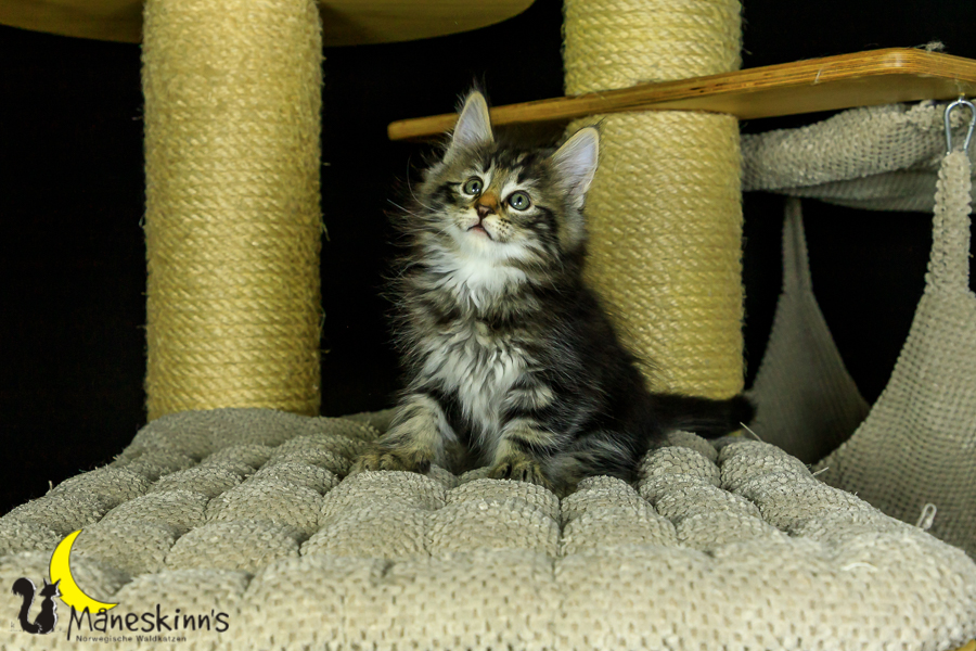 Marvin (56 Tage alt)