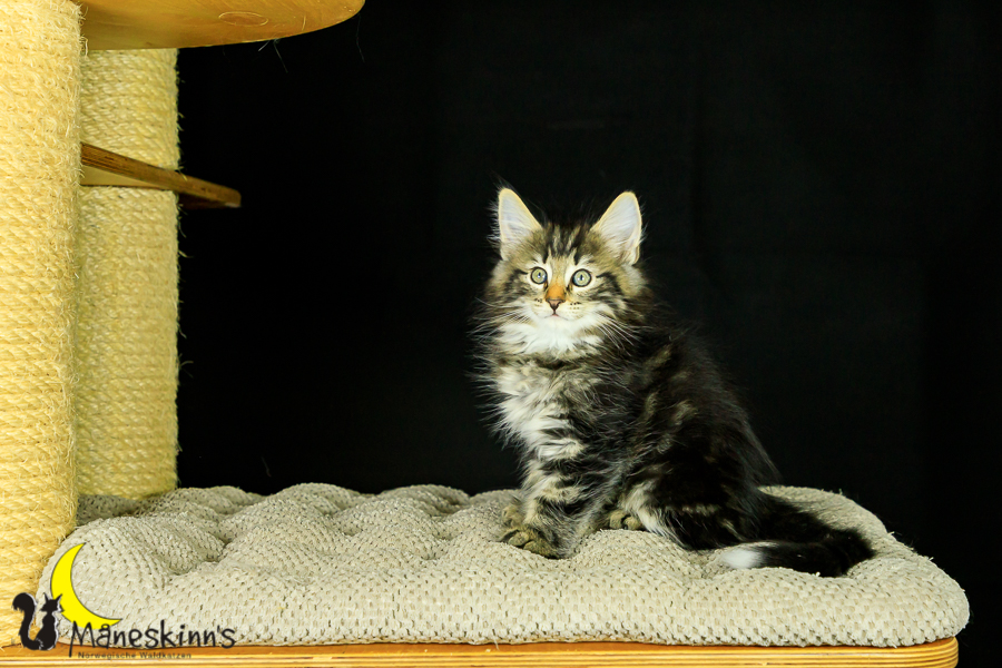 Marvin (62 Tage alt)