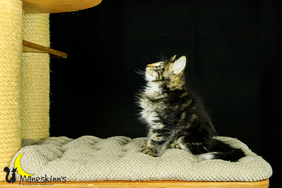 Marvin (62 Tage alt)