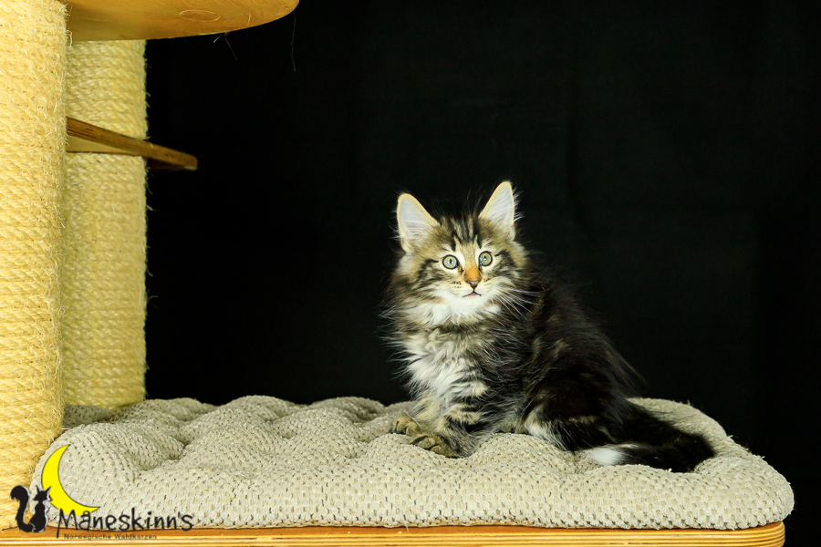 Marvin (62 Tage alt)