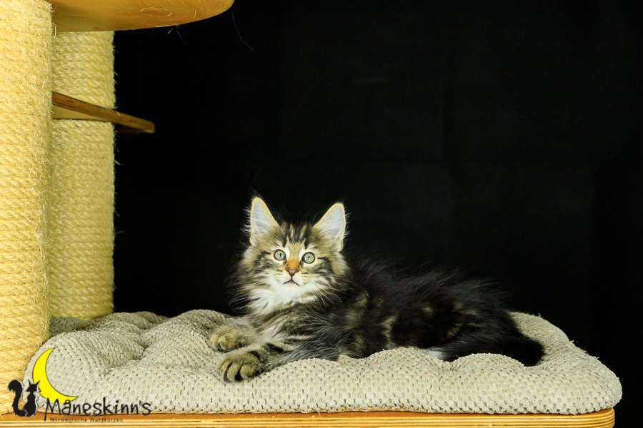 Marvin (62 Tage alt)