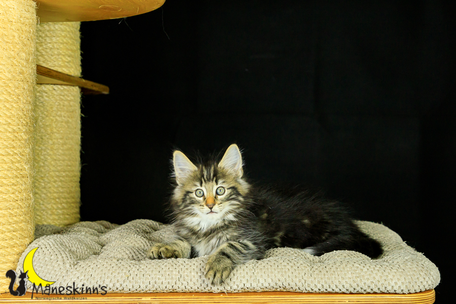 Marvin (62 Tage alt)