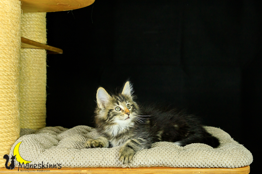 Marvin (62 Tage alt)