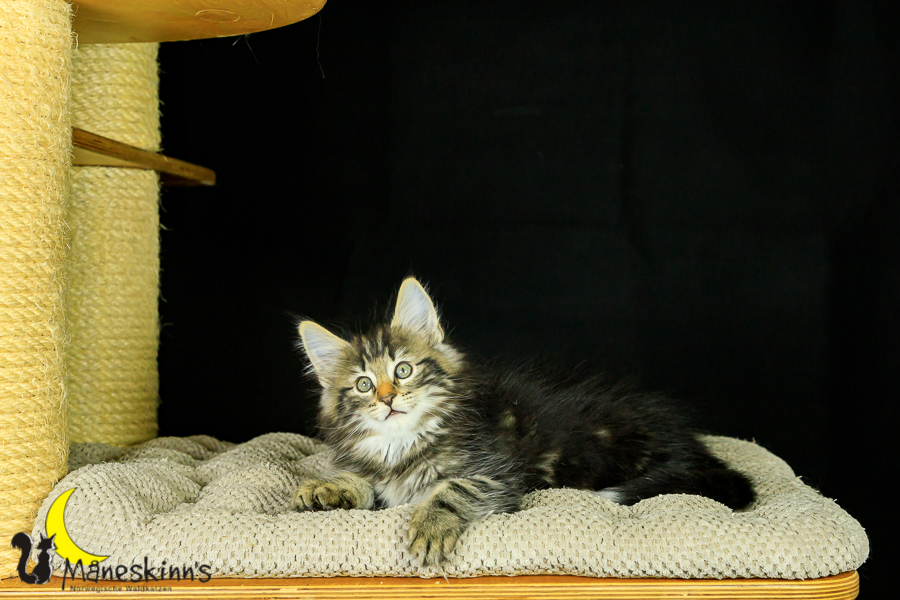 Marvin (62 Tage alt)