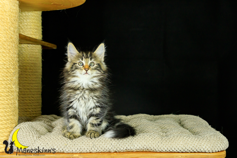 Marvin (62 Tage alt)