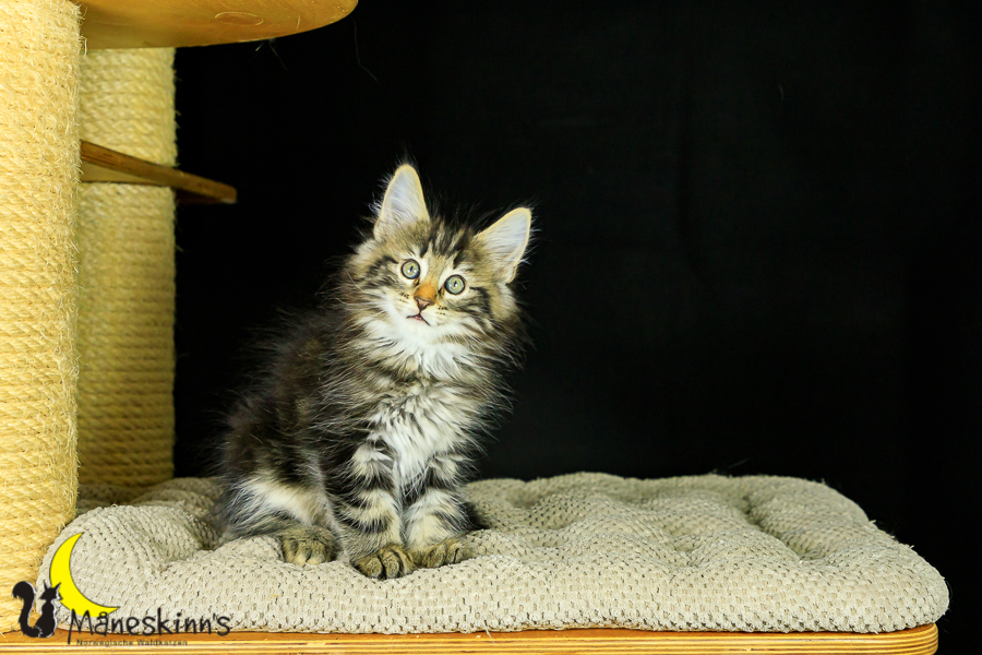 Marvin (62 Tage alt)