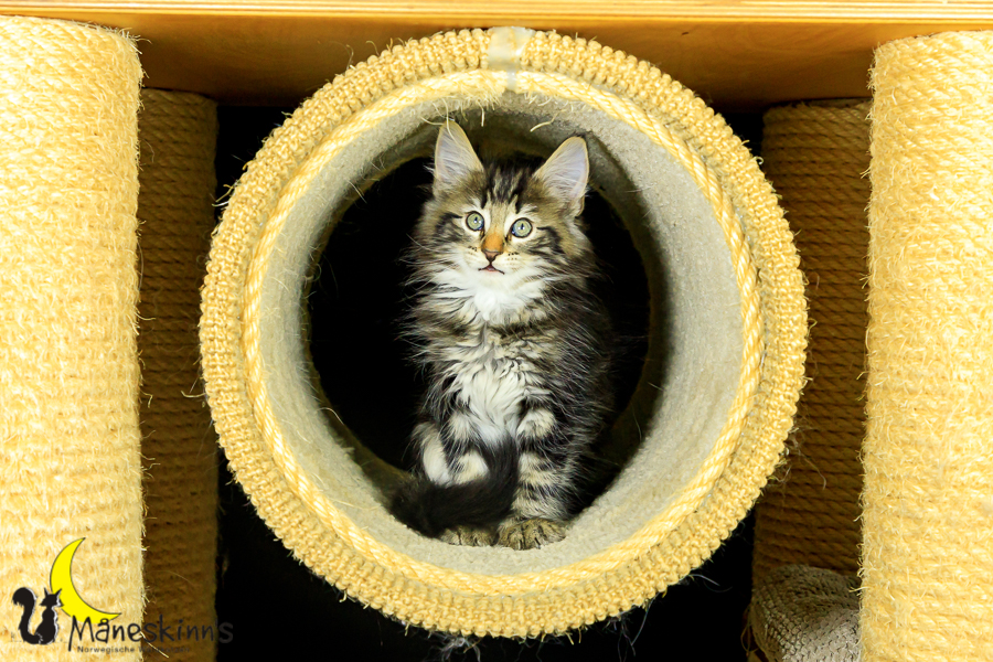 Marvin (62 Tage alt)