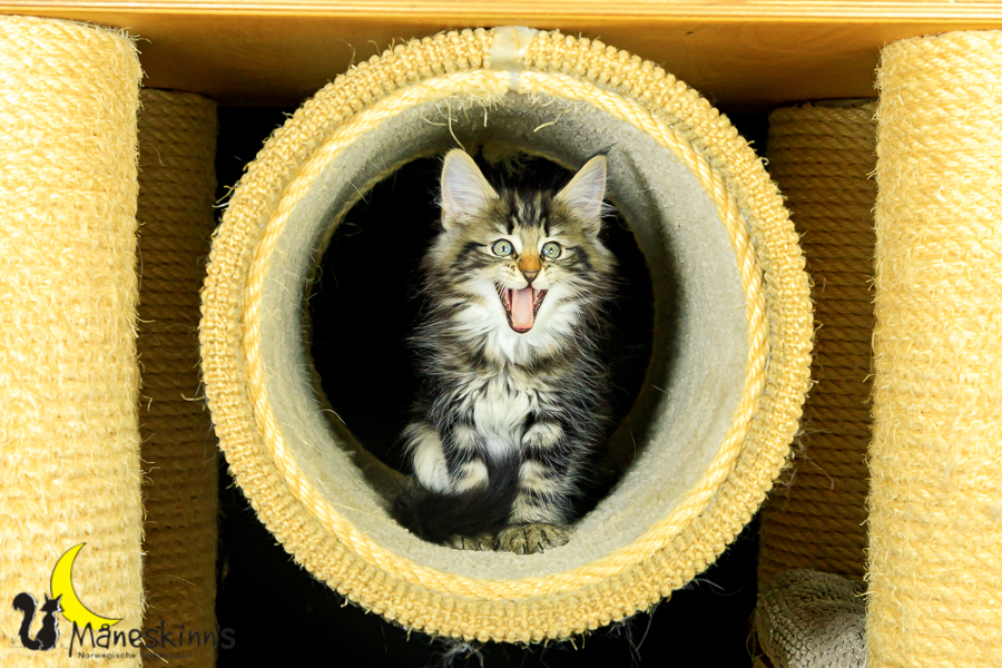 Marvin (62 Tage alt)