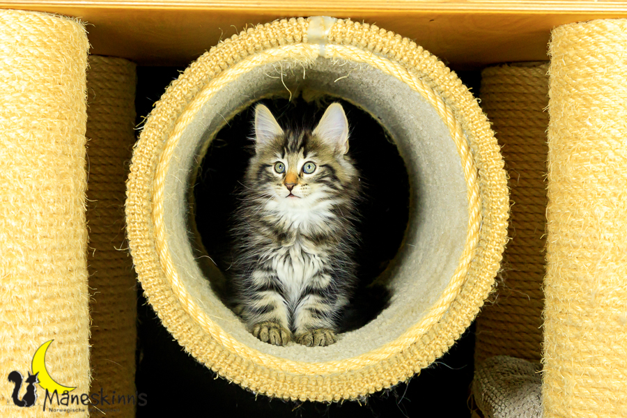 Marvin (62 Tage alt)