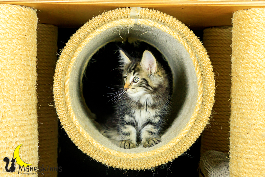 Marvin (62 Tage alt)