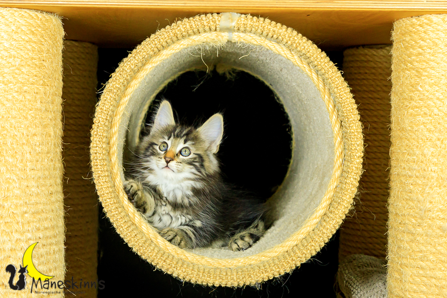 Marvin (62 Tage alt)