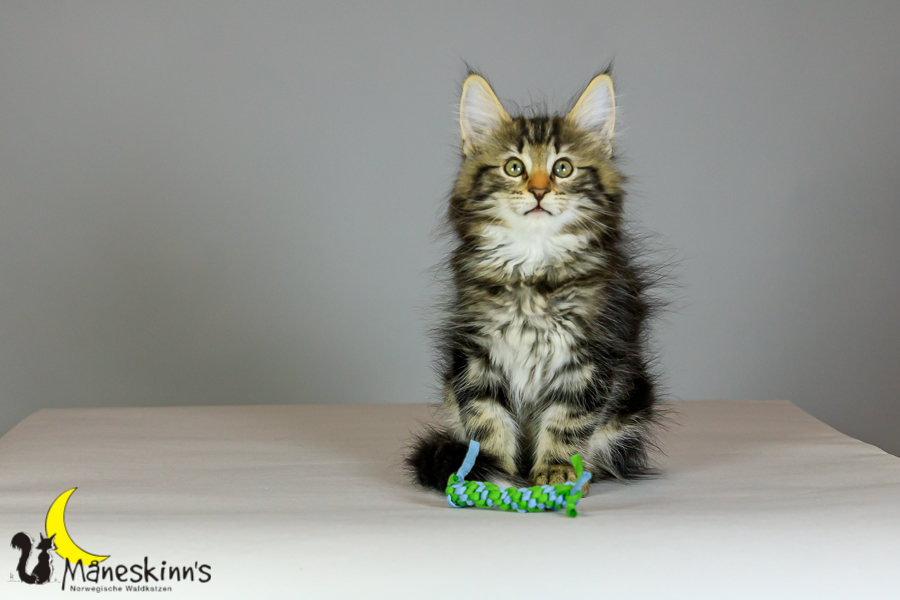 Marvin (69 Tage alt)