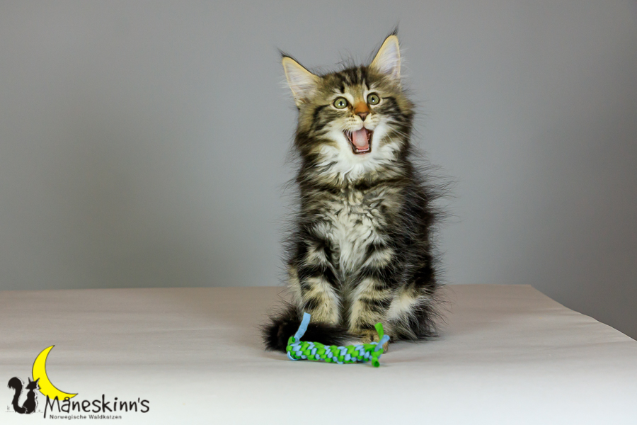 Marvin (69 Tage alt)