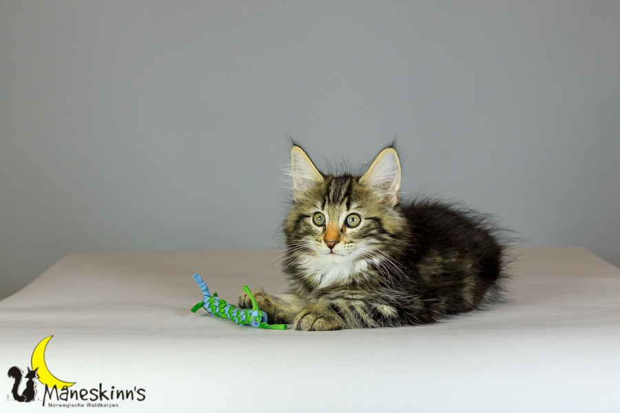 Marvin (69 Tage alt)