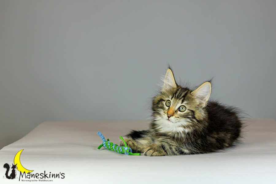 Marvin (69 Tage alt)