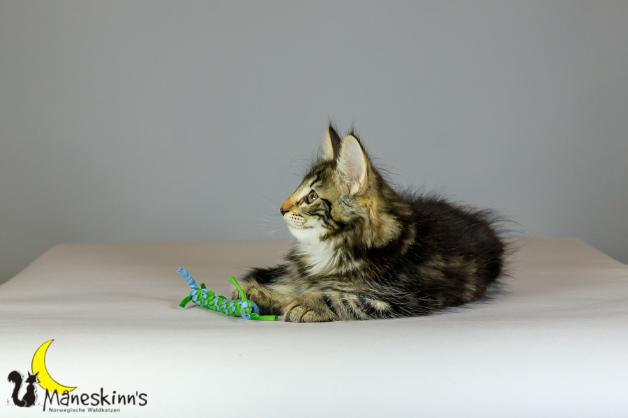 Marvin (69 Tage alt)