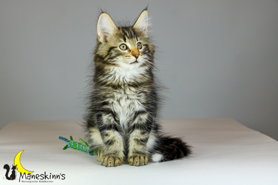 Marvin (69 Tage alt)