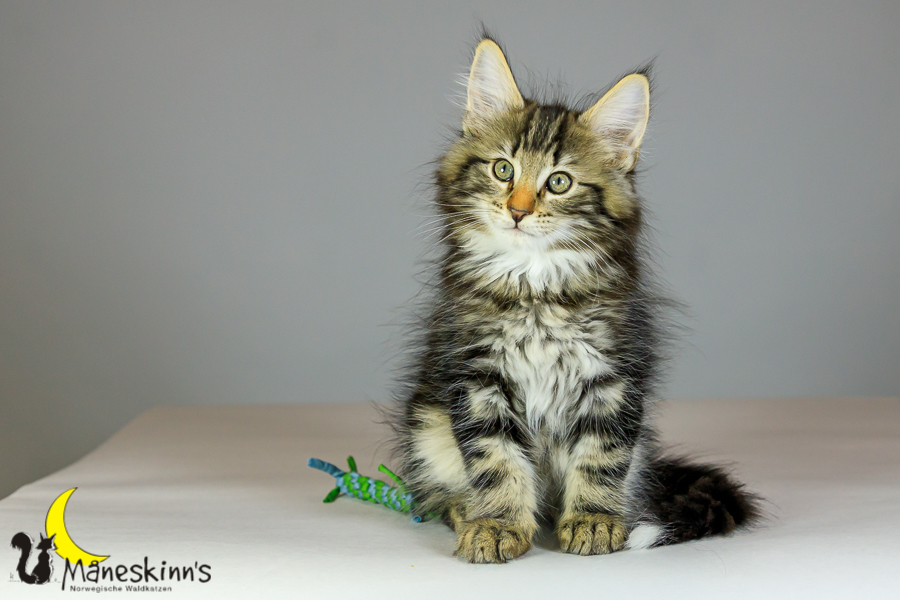 Marvin (69 Tage alt)