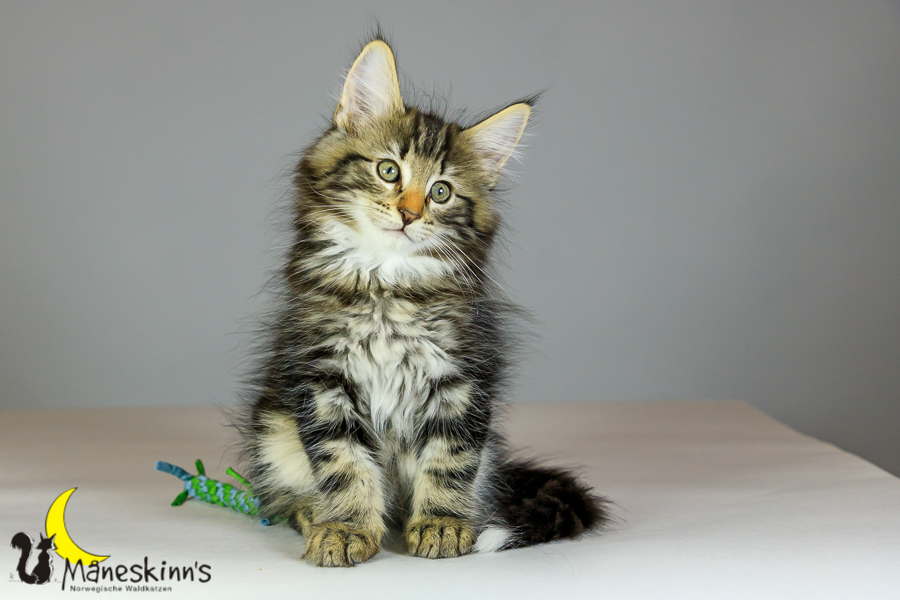 Marvin (69 Tage alt)