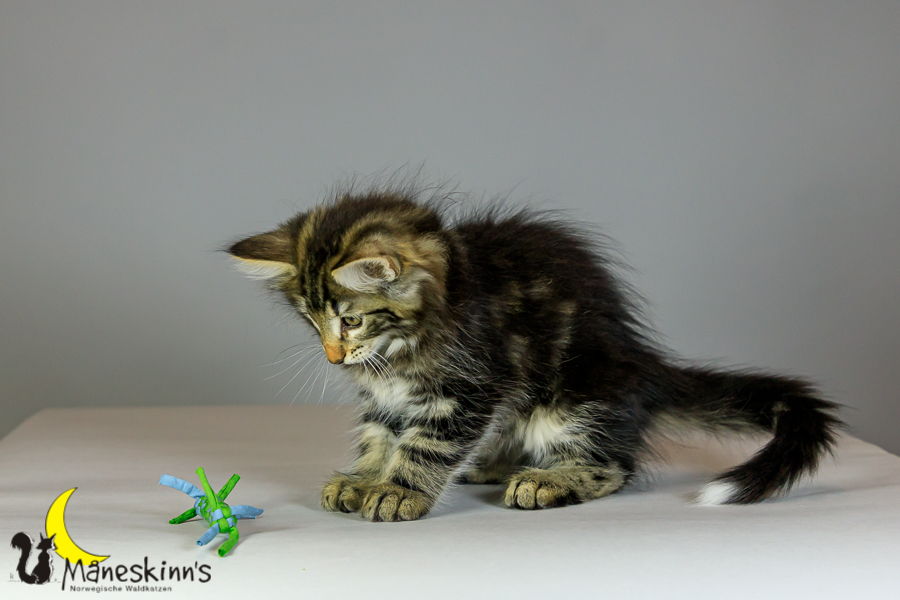 Marvin (69 Tage alt)