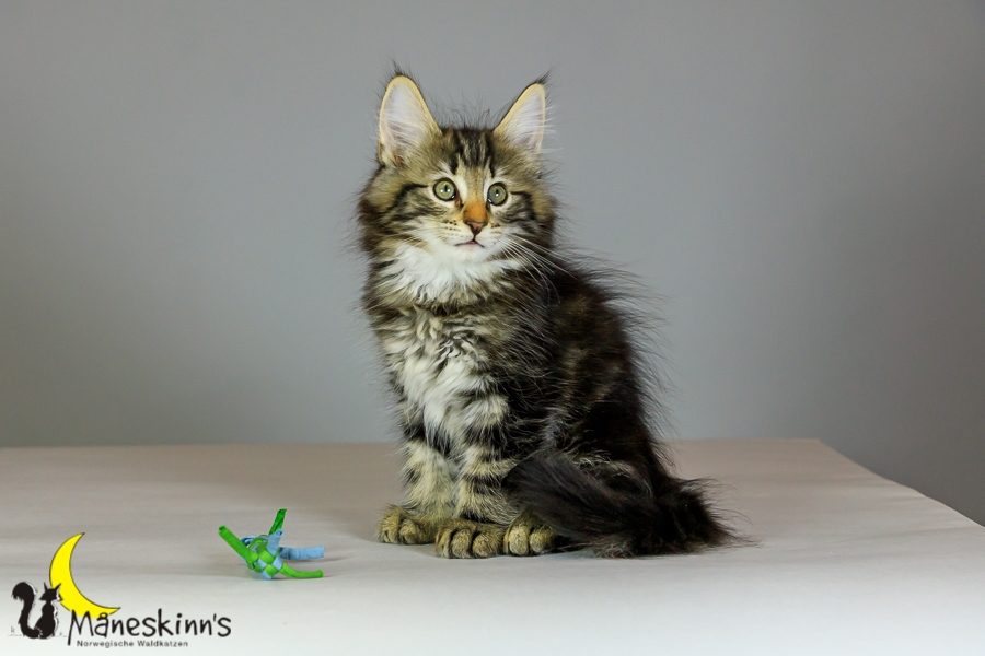 Marvin (69 Tage alt)