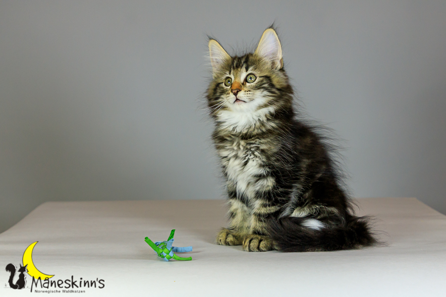 Marvin (69 Tage alt)