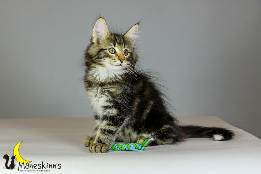 Marvin (69 Tage alt)