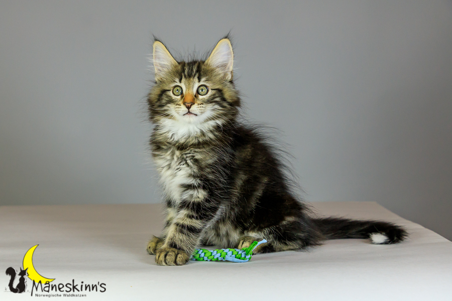 Marvin (69 Tage alt)