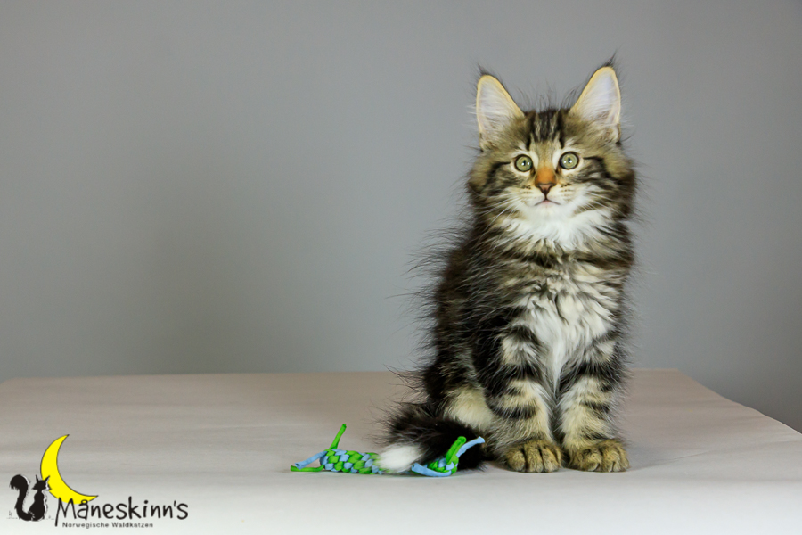 Marvin (69 Tage alt)