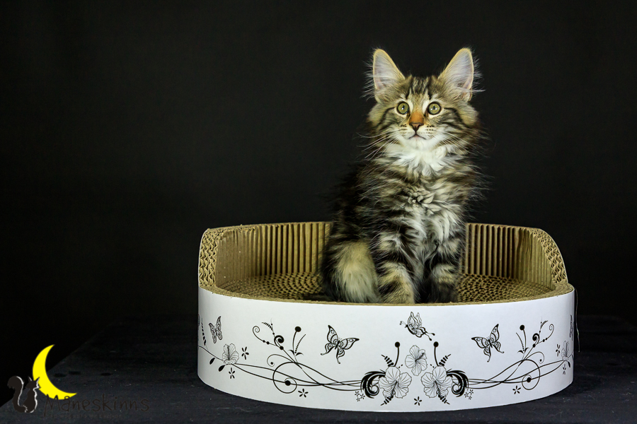 Marvin (76 Tage alt)