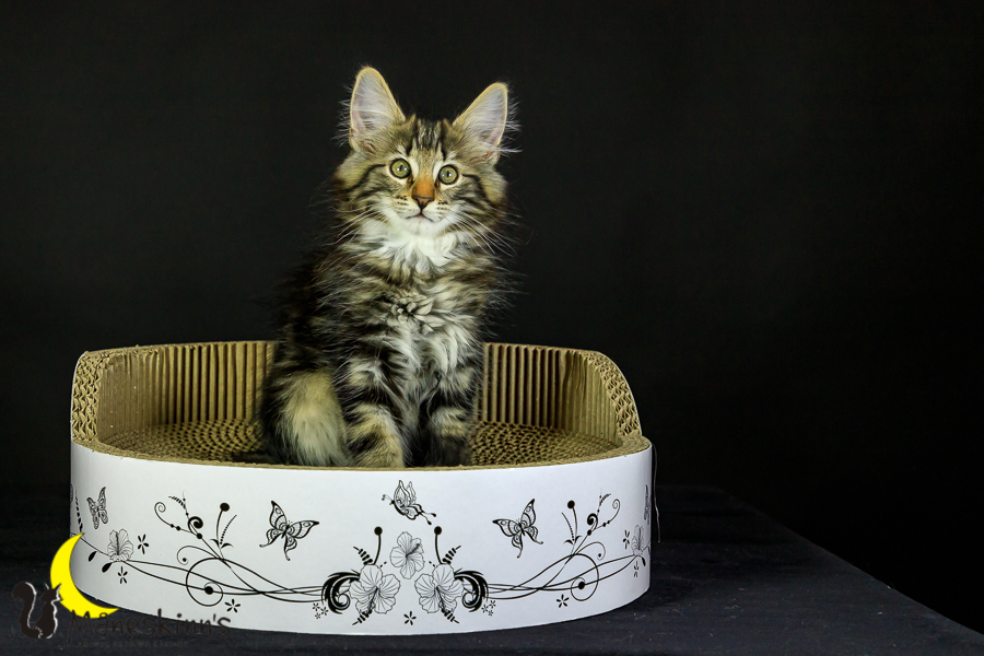 Marvin (76 Tage alt)