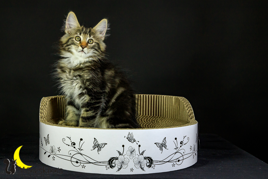 Marvin (76 Tage alt)