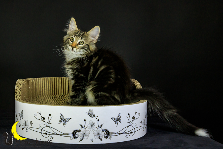 Marvin (76 Tage alt)