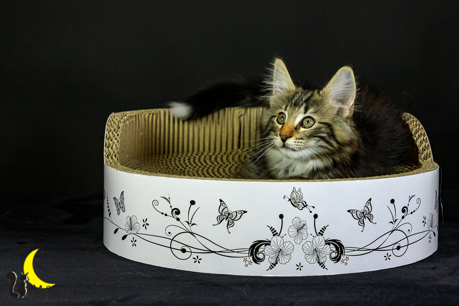 Marvin (76 Tage alt)