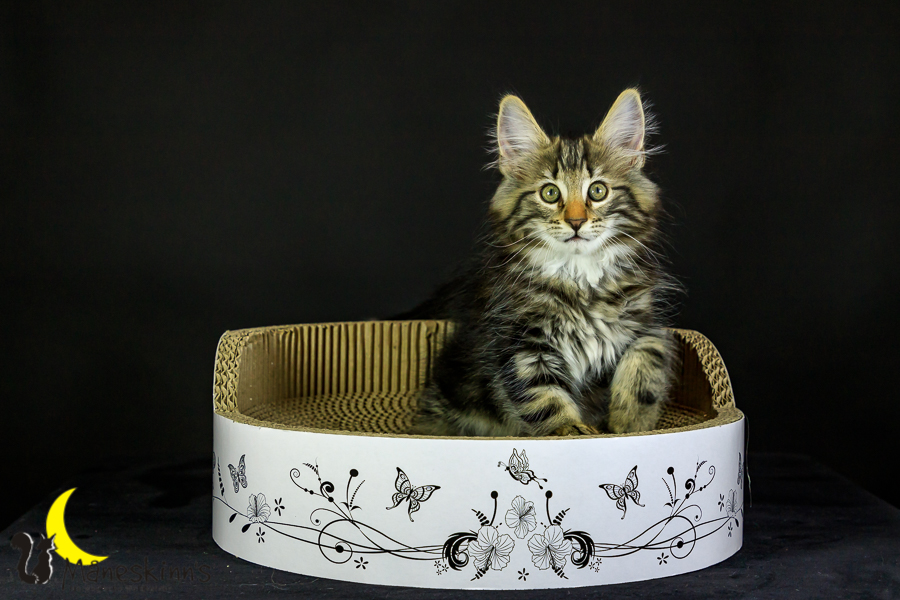 Marvin (76 Tage alt)