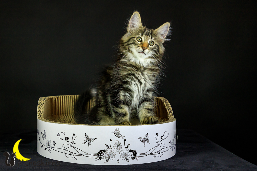 Marvin (76 Tage alt)