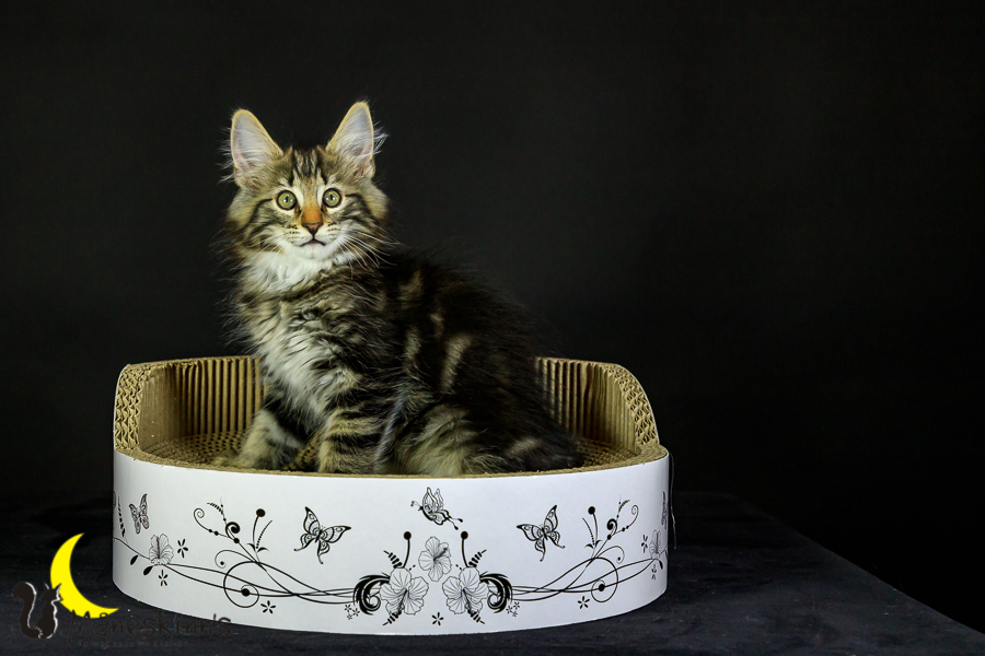 Marvin (76 Tage alt)