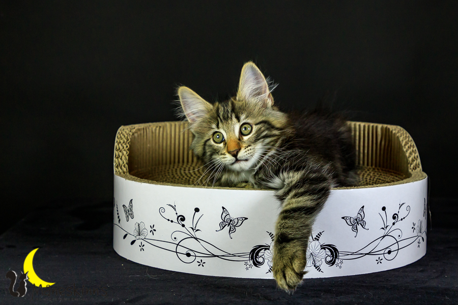 Marvin (76 Tage alt)