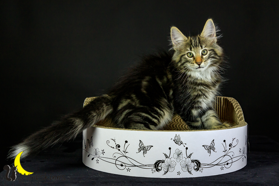 Marvin (76 Tage alt)