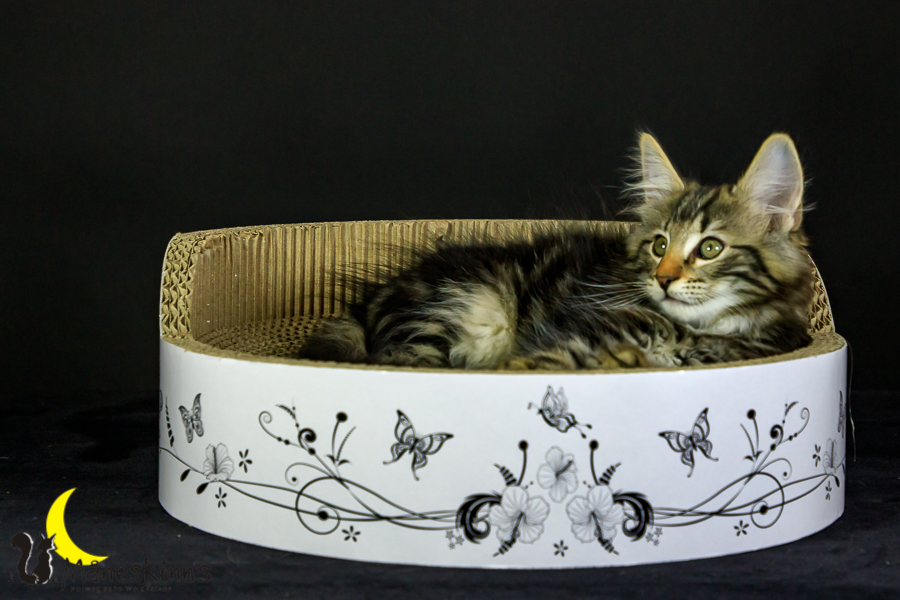 Marvin (76 Tage alt)