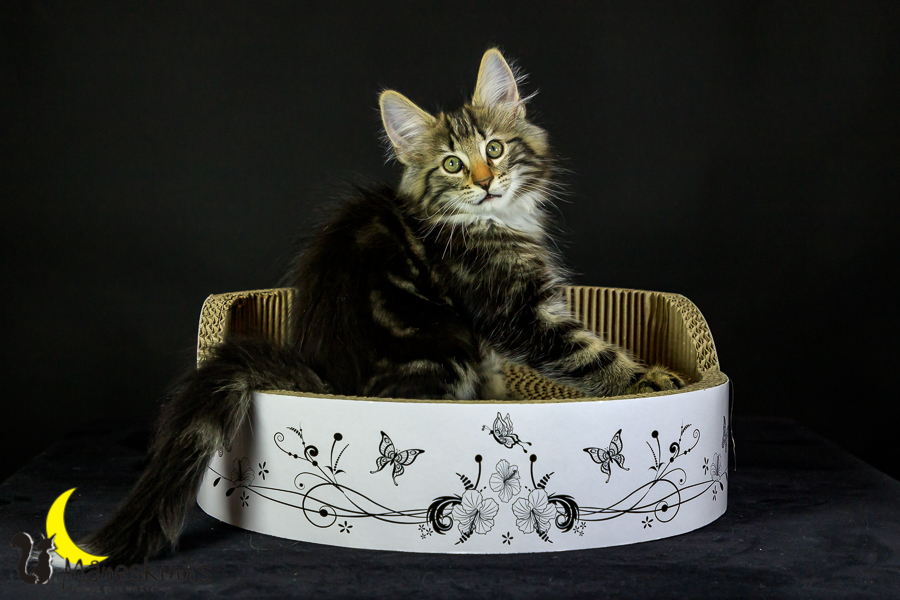 Marvin (76 Tage alt)