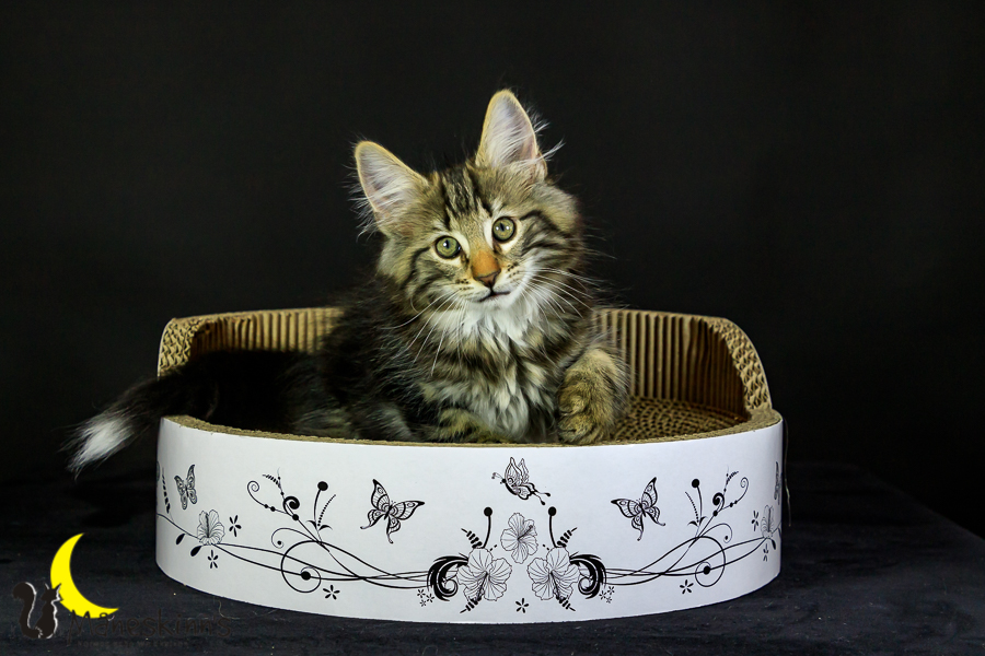 Marvin (76 Tage alt)