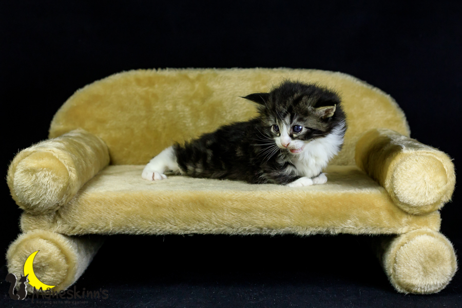 Melvin (27 Tage alt)