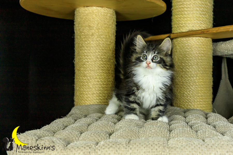 Melvin (56 Tage alt)
