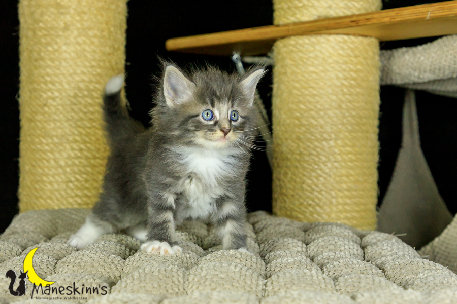 Nordin (36 Tage alt)