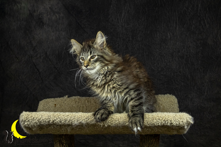 Olrik (101 Tage alt)