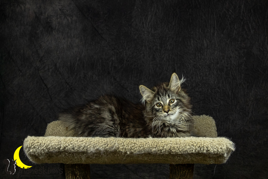 Olrik (101 Tage alt)