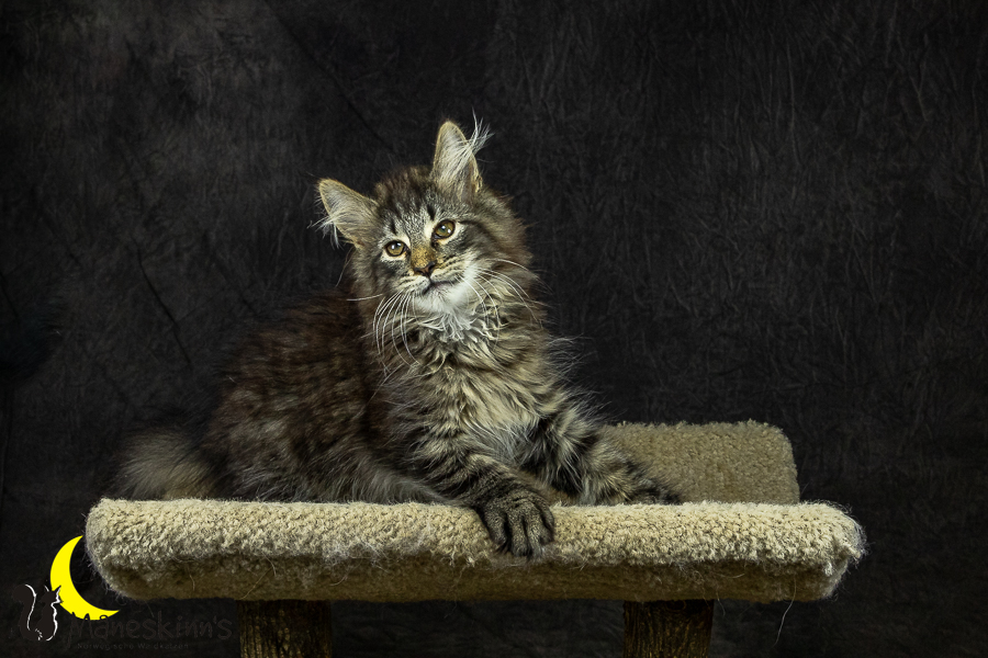 Olrik (101 Tage alt)