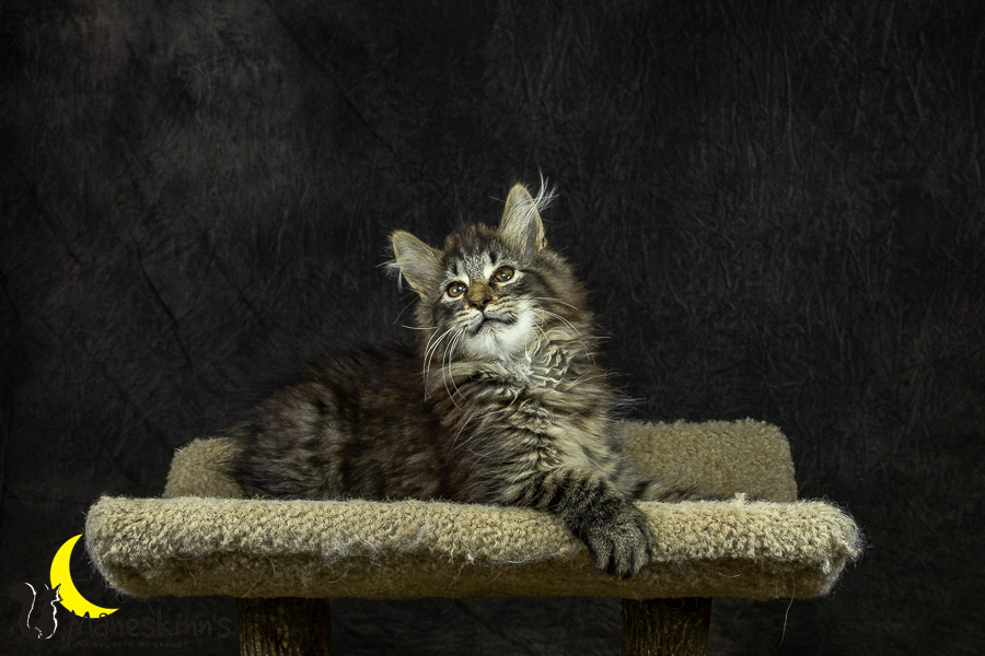 Olrik (101 Tage alt)